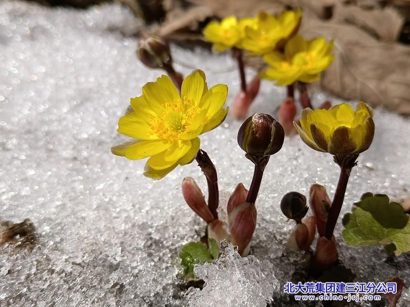 頓覺陽和至 迎春早吐花.jpg